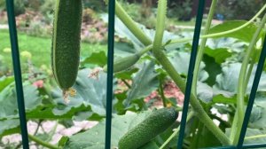 Удачный сорт огурец Адам, мои советы и опыт