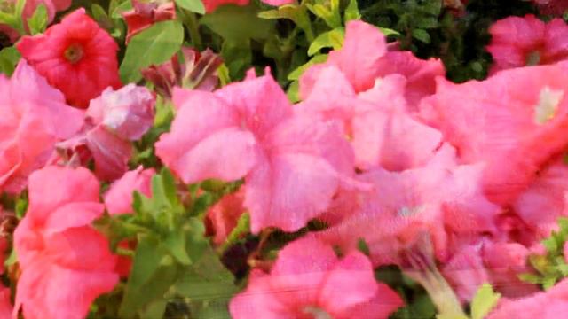 Свадебная прогулка по г. Лабинск. Видеограф Котенко Светлана т. 89282615604 смотреть онлайн