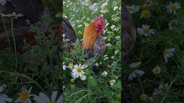 Малазийская серама. Голубой петушок смотреть онлайн