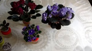 Почему сильно замокает грунт на фитильном поливе? Важные факторы фитильного полива!!!