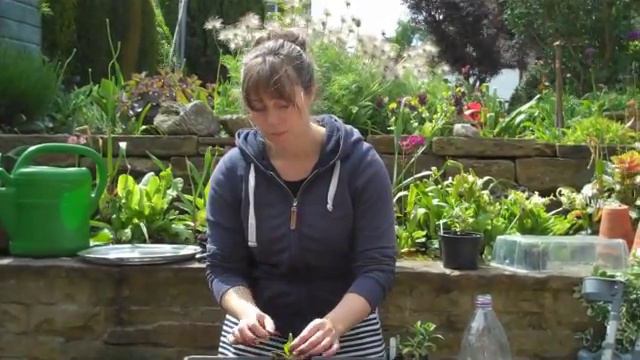 Penstemon Cuttings