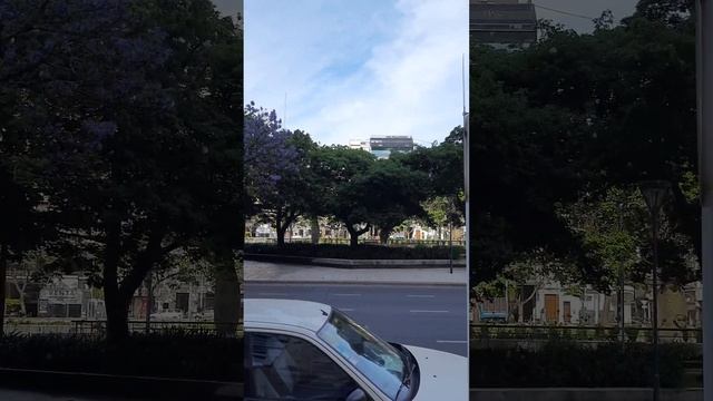 19 ноября 2022. Буэнос-Айрес. Жакаранда все еще цветет. смотреть онлайн