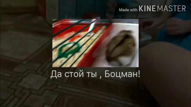 Хомяк боцман! смотреть онлайн