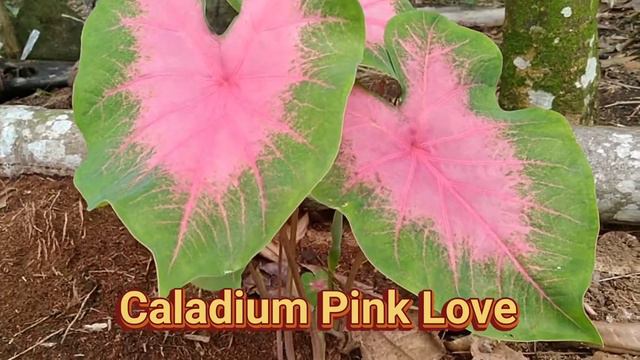 Hunting Caladium Pink Love di Belakang Rumah смотреть онлайн