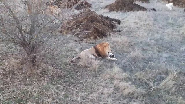 Молодняк порыкивает на Алекса младшего. смотреть онлайн
