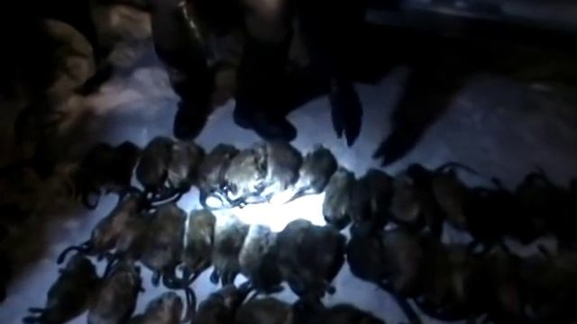 Из чего делают шубы. смотреть онлайн