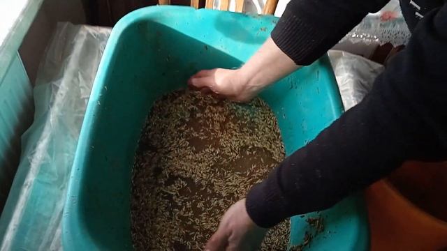 ПРОРАЩИВАЮ ЯЧМЕНЬ И ПШЕНИЦУ для ДОМАШНЕЙ ПТИЦЫ смотреть онлайн