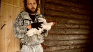 Пероед у кур. Борьба.