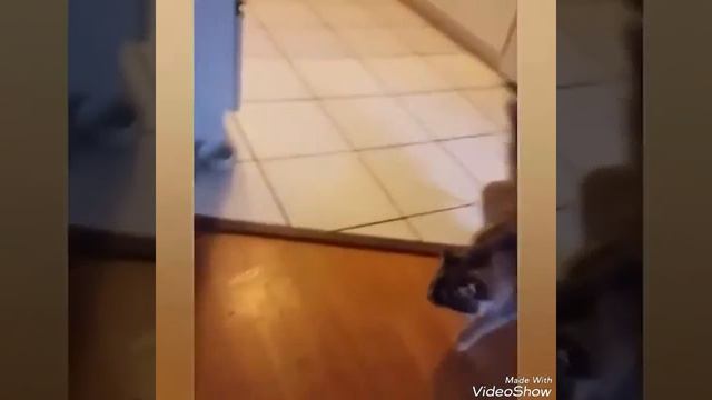 Кошки против огурцов смотреть онлайн