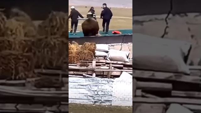 мишка в гости зашёл смотреть онлайн