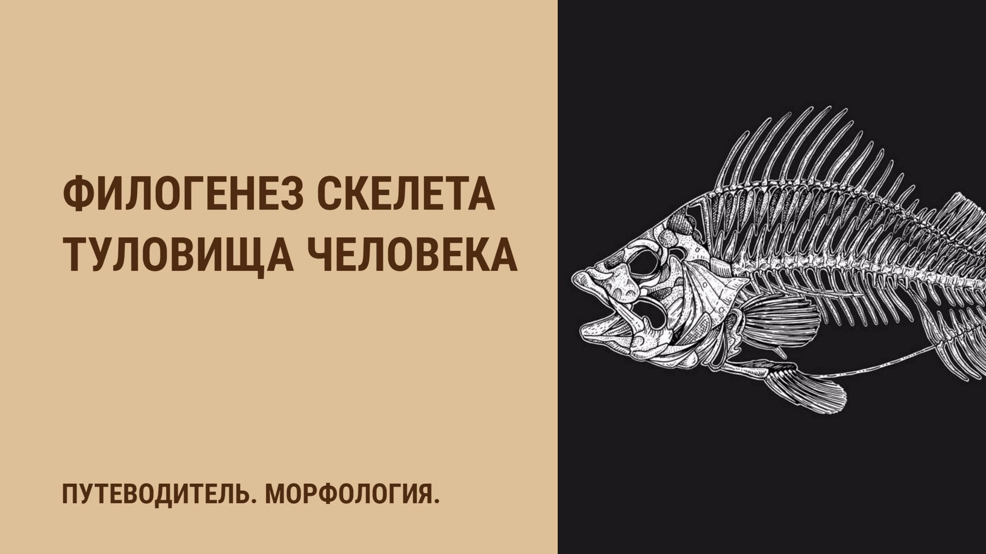 Филогенез скелета туловища человека. смотреть онлайн