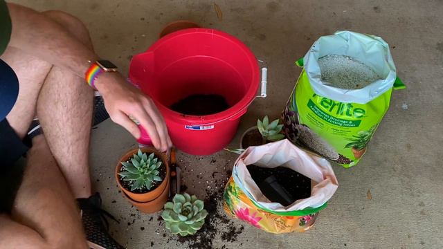 HOW TO SAVE DYING SUCCULENTS | Succulent Care | Don't Let It Die | Gardening Tips | Using Perlite смотреть онлайн