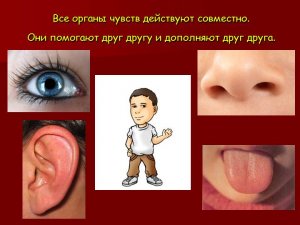Органы чувств. Окружающий мир