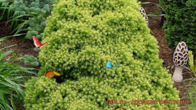 Ель канадская Рейнбоуз Енд ? обзор: как сажать, саженцы ели Рейнбоуз Енд