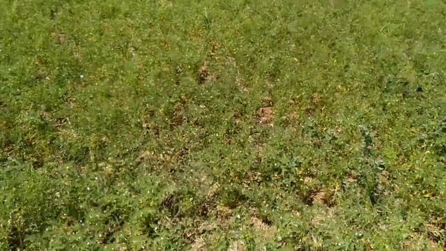 Совместные посевы. Состояние в засушливых условиях. смотреть онлайн