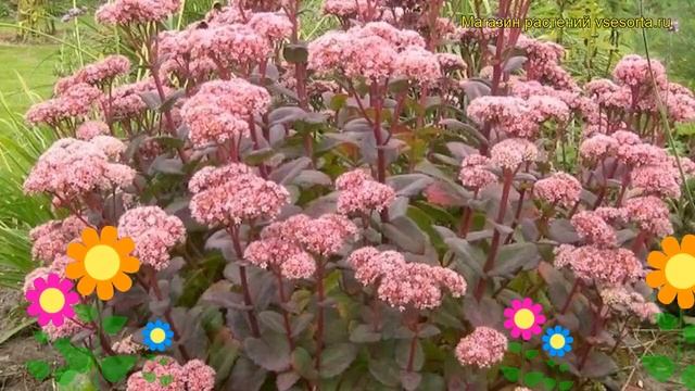 Очиток гибридный Матрона. Краткий обзор, описание характеристик sedum x hybrida Matrona смотреть онлайн