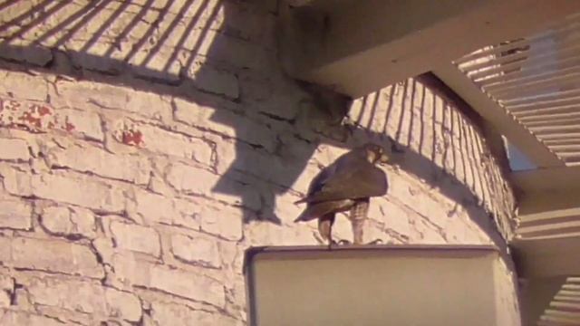 Кормление голубей.Говорят у меня Сапсан не настоящий. Feeding Pigeons.They Say My Falcon Is Not Rea