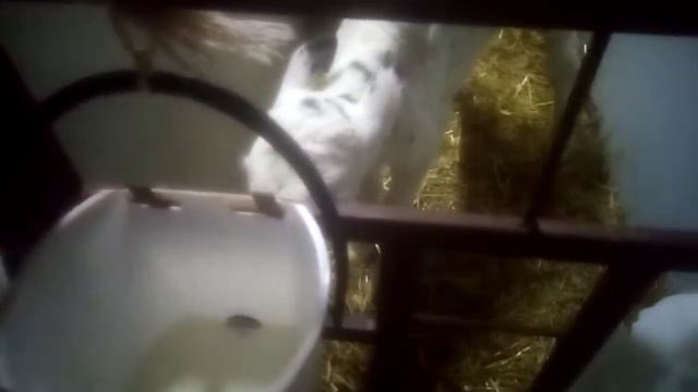 Кормление телят смотреть онлайн