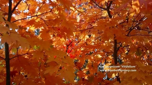 Acer japonicum 'Vitifolium' (Vine-leaved Maple) смотреть онлайн