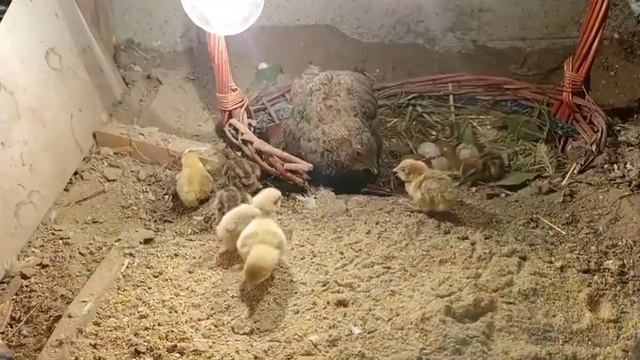 Gurk Bıldırcın Ve Civcivleri / Quail's Babies