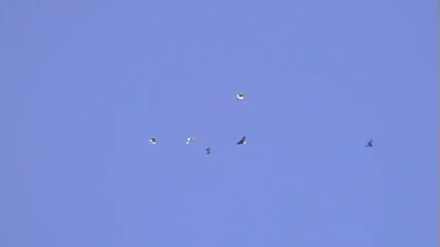 Голуби Донецка19.11.201 2г. смотреть онлайн