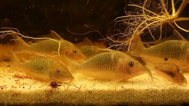 Brochis multiradiatus (4) смотреть онлайн