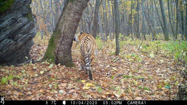 Тигр Гром смотреть онлайн