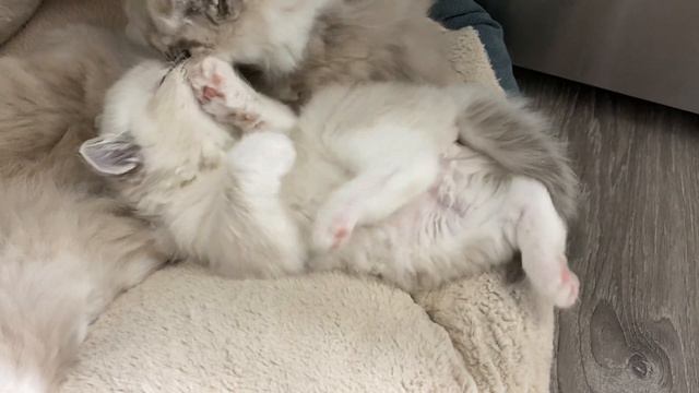 CuddleRags Torch Seal Mitted Lynx Female Ragdoll смотреть онлайн