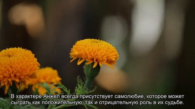 Значение имени Анжелика. Толкование, судьба, характер смотреть онлайн