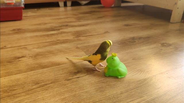 Funny Budgie play witch frog toy смотреть онлайн