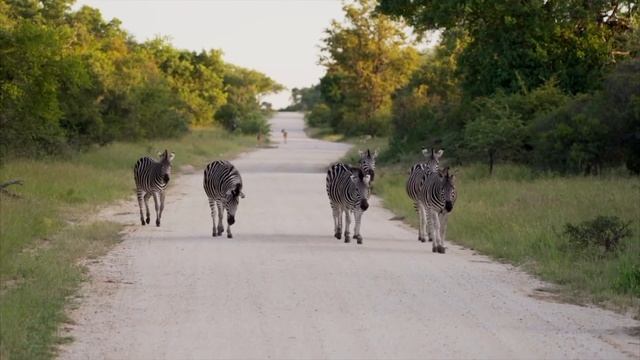 Звёзды в Африке 2: Лагерные задания (Stars in Africa 2: Camp assignments) смотреть онлайн