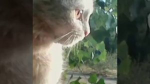 Воспаление хряща уха у кота или собаки