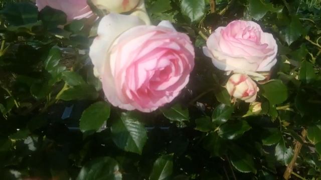 Роза Пьер де Ронсар. смотреть онлайн