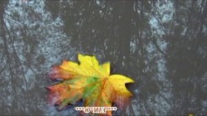 Бутырка  Слезы осени