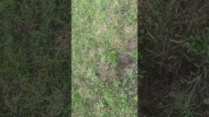 Электро забор с ошейником для собаки