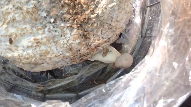 ВЕШЕНКА КОРОЛЕВСКАЯ. Первый УРОЖАЙ."ГАЛОПОМ по ОГОРОДУ" 27 июня. ГАЛОП 13. Royal oyster mushroom. смотреть онлайн