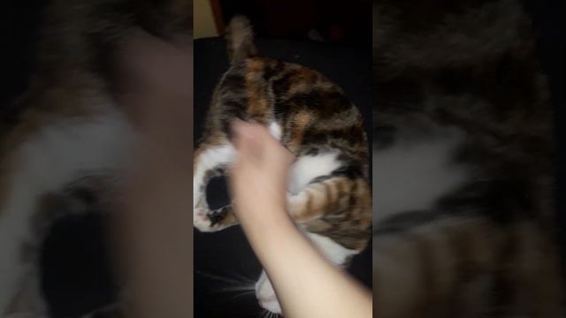 лепка из пластилина Дракона. и рядом Кошка Клеопатра.? смотреть онлайн