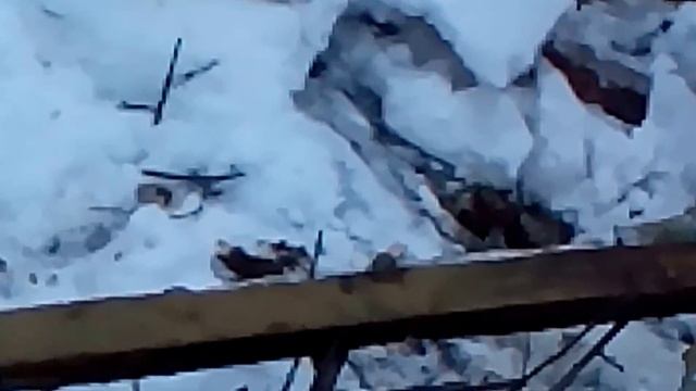 Жизнь лягушек зимой смотреть онлайн