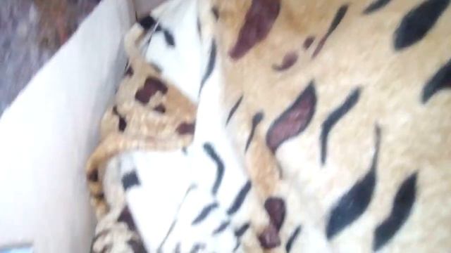 С делала домик из пледа смотреть онлайн