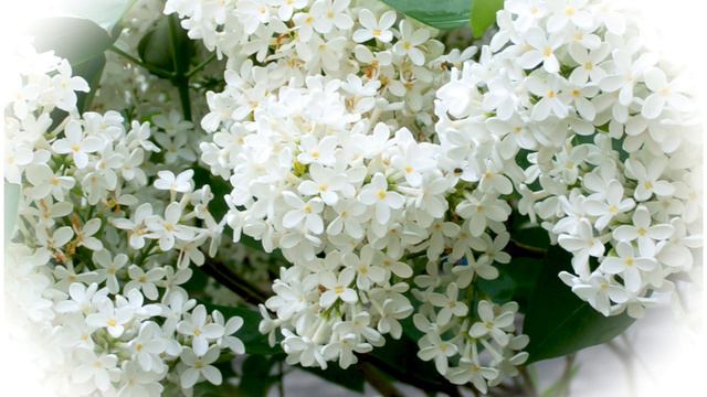 "Белокурая сирень" исполнитель Сергей Харевич. смотреть онлайн