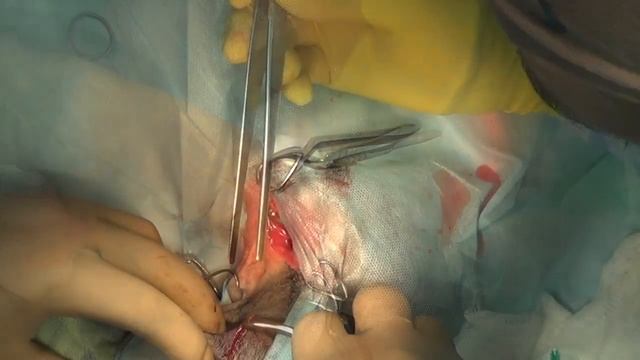 Патологический перелом нижней челюсти у собак - анатомический имплант смотреть онлайн