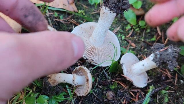 Características del género Hebeloma смотреть онлайн