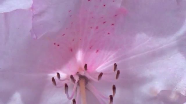Translucence ~ Peaceful Relaxing Music & Flowers