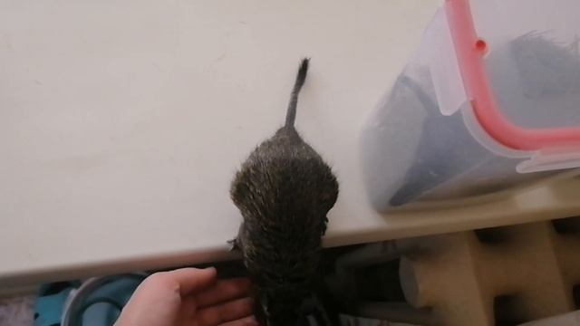 Как приручить дегу. Приручение дегу. Наш друг дегу №1 смотреть онлайн