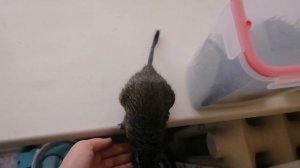 Как приручить дегу. Приручение дегу. Наш друг дегу №1