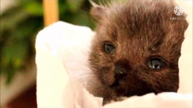 Эта кроха сидела под проливным дождем и тихо плакала… смотреть онлайн