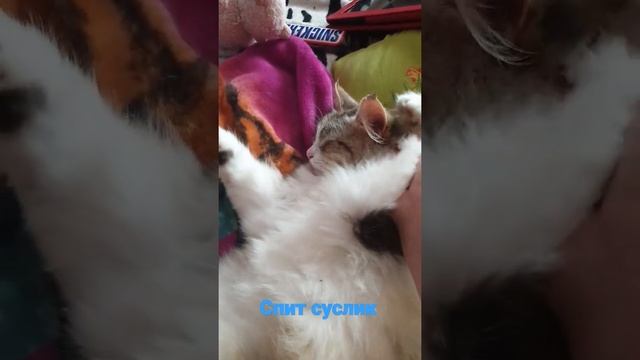спит суслик смотреть онлайн