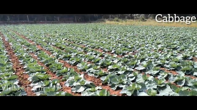 How Cabbage Cultivation in 1 Acre Land | Sakata Venus Seeds @VILLAGE_FARM123 @IndianFarmer@farming😍 смотреть онлайн