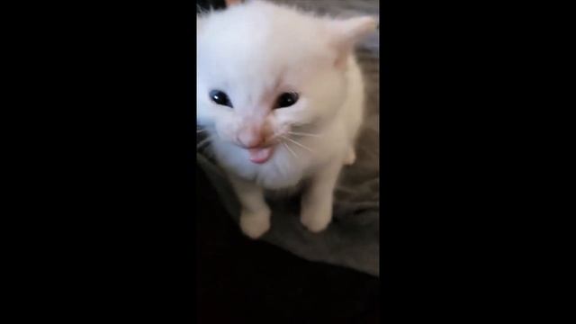 Hi Herbert смотреть онлайн