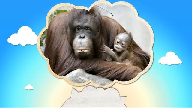 Животные наши меньшие братья Путешествие в мир животных смотреть онлайн